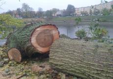 Inwentaryzacja ornitologiczna drzew